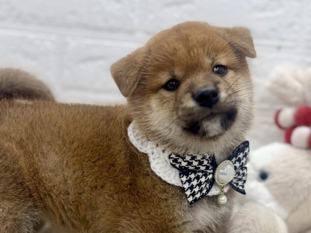岡山県の柴犬(標準サイズ) (ワンキャラット アミーゴ岡南店/2026年7月4日生まれ/女の子/赤)の子犬の1枚目の画像