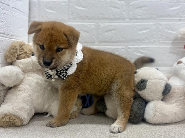 岡山県の柴犬(標準サイズ) (ワンキャラット アミーゴ岡南店/2026年7月4日生まれ/女の子/赤)の子犬の2枚目の画像