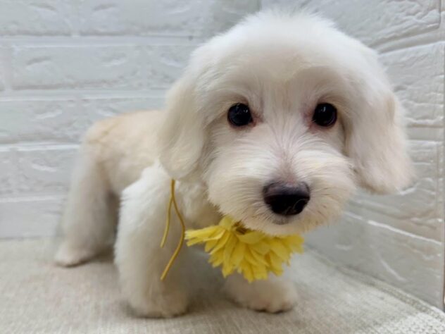 岡山県のハーフ犬・ミックス犬 (ワンキャラット アミーゴ岡南店/2026年4月26日生まれ/女の子/クリーム)の子犬の2枚目の画像