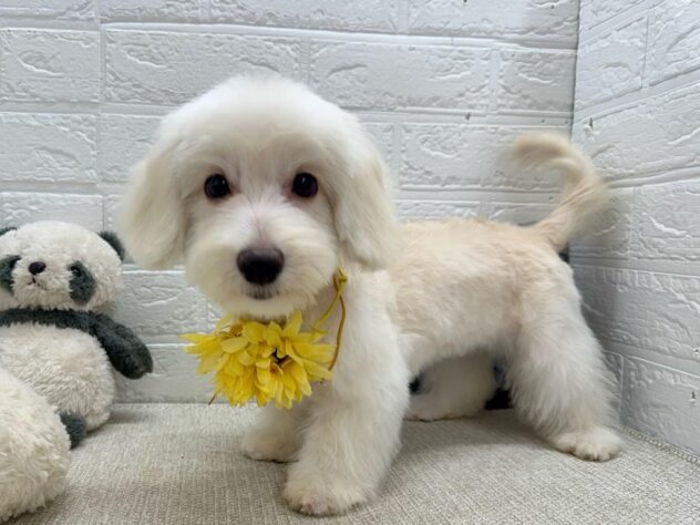 岡山県のハーフ犬・ミックス犬 (ワンキャラット アミーゴ岡南店/2026年4月26日生まれ/女の子/クリーム)の子犬の1枚目の画像
