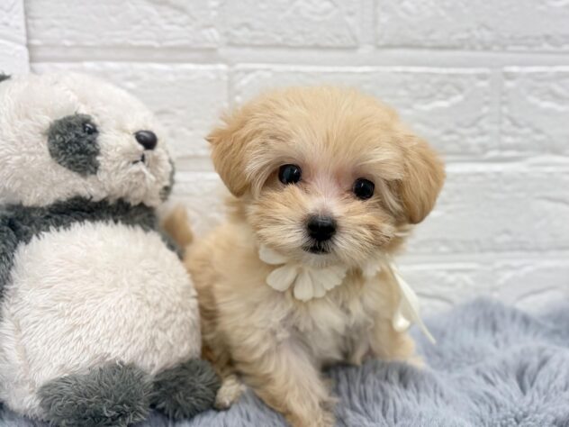 岡山県のハーフ犬・ミックス犬 (ワンキャラット アミーゴ岡南店/2026年7月18日生まれ/女の子/クリームホワイト)の子犬の2枚目の画像