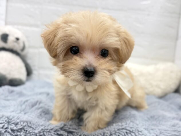 岡山県のハーフ犬・ミックス犬 (ワンキャラット アミーゴ岡南店/2026年7月18日生まれ/女の子/クリームホワイト)の子犬の1枚目の画像