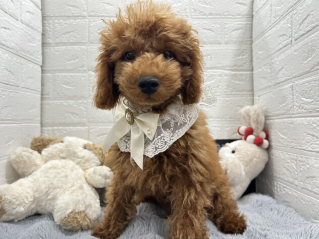 岡山県のトイプードル(トイ) (ワンキャラット アミーゴ岡南店/2026年5月22日生まれ/男の子/レッド)の子犬