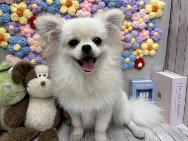 岡山県のハーフ犬・ミックス犬 (ワンキャラット アミーゴ高屋店/2026年1月14日生まれ/女の子/クリーム)の子犬の2枚目の画像