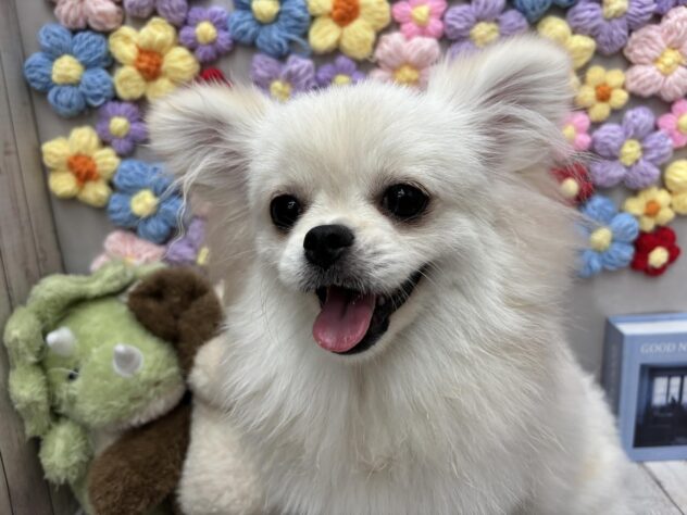 岡山県のハーフ犬・ミックス犬 (ワンキャラット アミーゴ高屋店/2026年1月14日生まれ/女の子/クリーム)の子犬の4枚目の画像