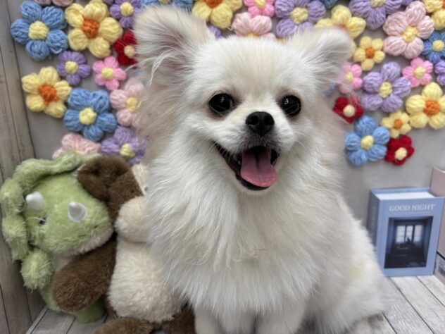 岡山県のハーフ犬・ミックス犬 (ワンキャラット アミーゴ高屋店/2026年1月14日生まれ/女の子/クリーム)の子犬の1枚目の画像