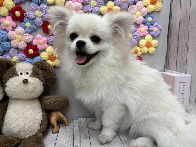 岡山県のハーフ犬・ミックス犬 (ワンキャラット アミーゴ高屋店/2026年1月14日生まれ/女の子/クリーム)の子犬の3枚目の画像