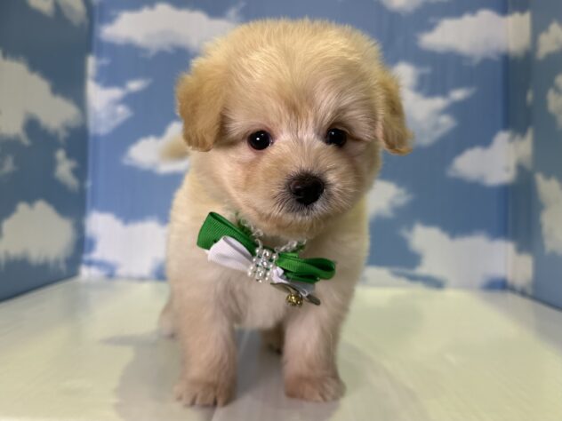 山形県のハーフ犬・ミックス犬 (アミーゴ山形北店/2026年7月28日生まれ/男の子/アプリコット)の子犬
