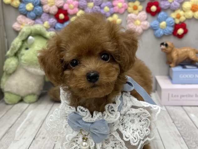岡山県のトイプードル(トイ) (ワンキャラット アミーゴ高屋店/2026年7月10日生まれ/男の子/レッドフォーン)の子犬の1枚目の画像