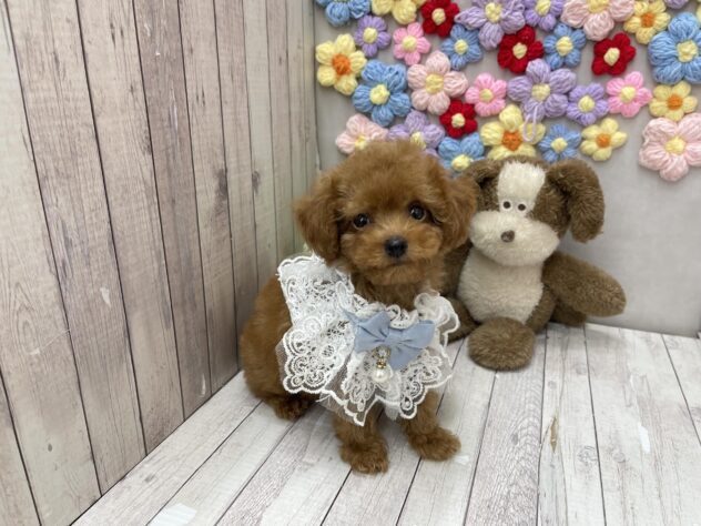 岡山県のトイプードル(トイ) (ワンキャラット アミーゴ高屋店/2026年7月10日生まれ/男の子/レッドフォーン)の子犬の4枚目の画像