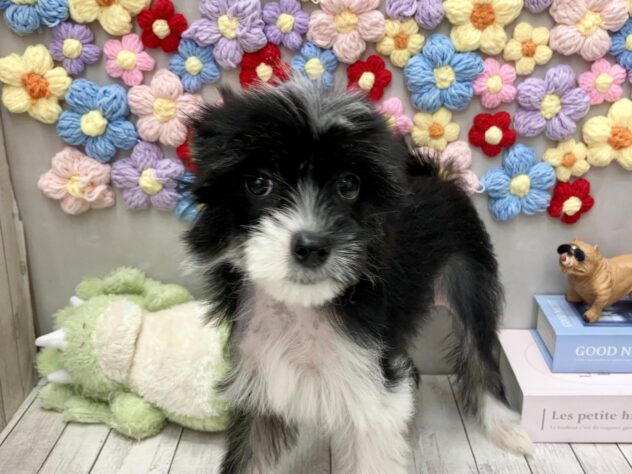 岡山県のチャイニーズクレステッドドッグ (ワンキャラット アミーゴ高屋店/2026年5月30日生まれ/女の子/ブラックホワイト)の子犬の2枚目の画像