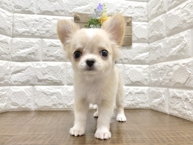 広島県のチワワ(ロング) (アミーゴ宇品店/2026年7月5日生まれ/女の子/クリームホワイト)の子犬の2枚目の画像