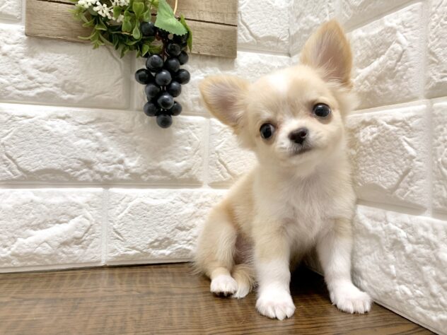 広島県のチワワ(ロング) (アミーゴ宇品店/2026年7月5日生まれ/女の子/クリームホワイト)の子犬の3枚目の画像