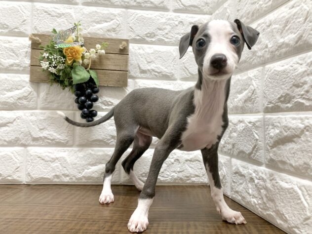 広島県のイタリアングレーハウンドの子犬|ペットミー
