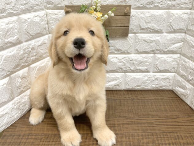 広島県のゴールデンレトリバー (アミーゴ宇品店/2026年7月9日生まれ/女の子/ゴールデン)の子犬の2枚目の画像