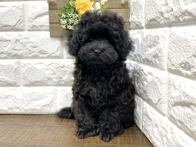広島県のトイプードル(トイ) (アミーゴ宇品店/2026年6月29日生まれ/女の子/ブラック)の子犬の2枚目の画像