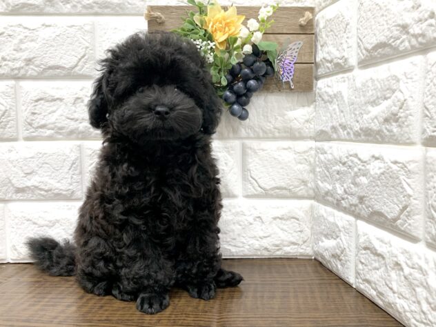 広島県のトイプードル(トイ) (アミーゴ宇品店/2026年6月29日生まれ/女の子/ブラック)の子犬の3枚目の画像