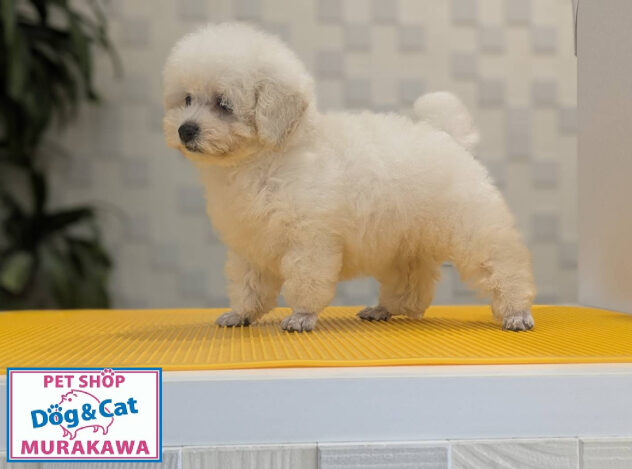 広島県のトイプードル(トイ) (アミーゴ宇品店/2026年6月17日生まれ/女の子/ホワイト)の子犬の4枚目の画像