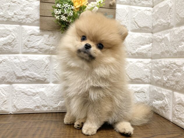 広島県のポメラニアン (アミーゴ宇品店/2026年7月18日生まれ/女の子/オレンジ)の子犬の3枚目の画像