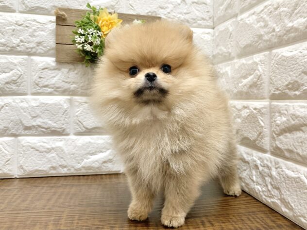 広島県のポメラニアン (アミーゴ宇品店/2026年7月18日生まれ/女の子/オレンジ)の子犬の2枚目の画像