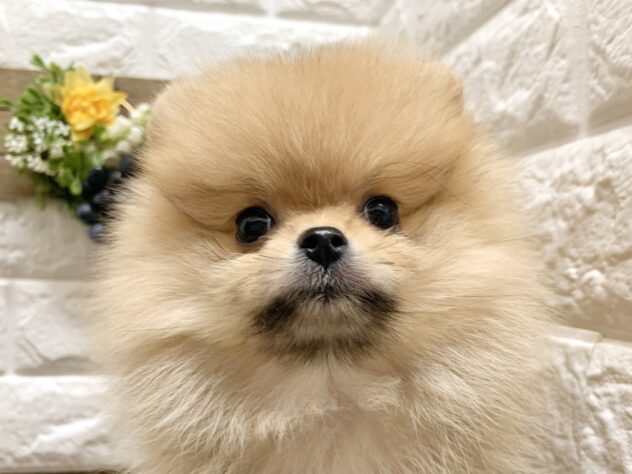広島県のポメラニアン (アミーゴ宇品店/2026年7月18日生まれ/女の子/オレンジ)の子犬の1枚目の画像