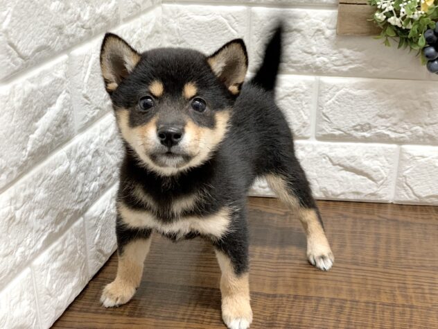 広島県の豆柴 (アミーゴ宇品店/2026年7月14日生まれ/女の子/黒)の子犬の2枚目の画像