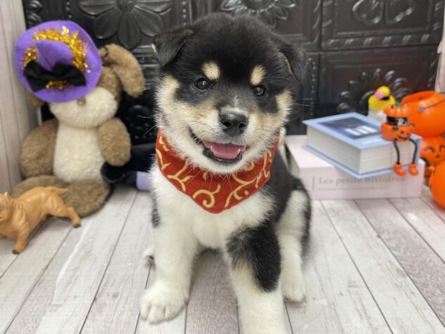 岡山県の柴犬(標準サイズ) (ワンキャラット アミーゴ高屋店/2026年7月23日生まれ/男の子/黒)の子犬の2枚目の画像