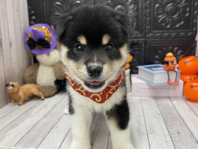 岡山県の柴犬(標準サイズ) (ワンキャラット アミーゴ高屋店/2026年7月23日生まれ/男の子/黒)の子犬の3枚目の画像