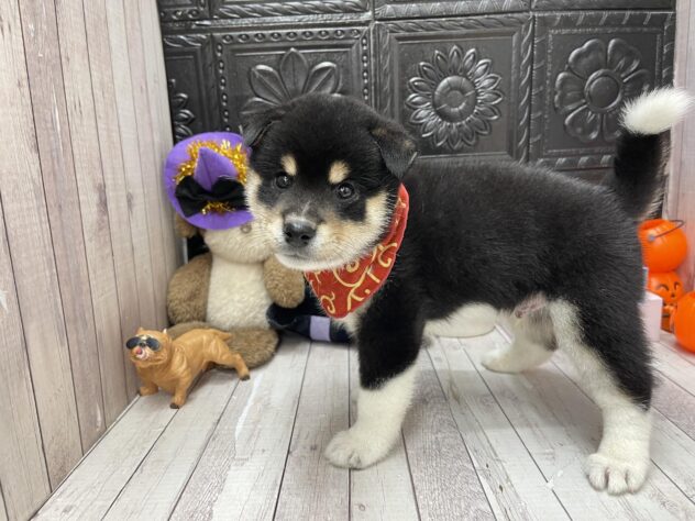 岡山県の柴犬(標準サイズ) (ワンキャラット アミーゴ高屋店/2026年7月23日生まれ/男の子/黒)の子犬の4枚目の画像