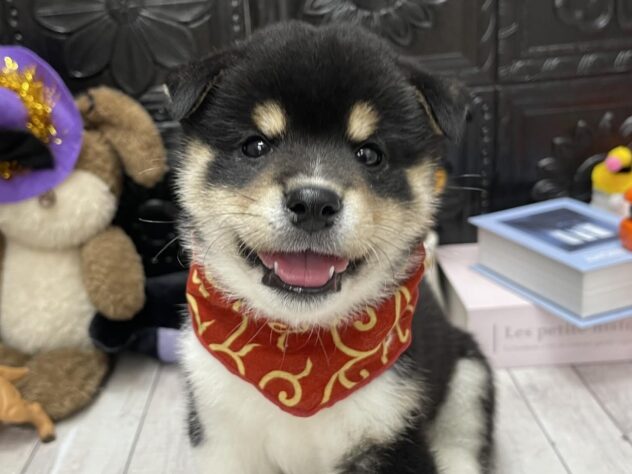 岡山県の柴犬(標準サイズ) (ワンキャラット アミーゴ高屋店/2026年7月23日生まれ/男の子/黒)の子犬の1枚目の画像