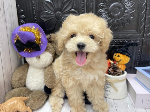 岡山県のハーフ犬・ミックス犬 (ワンキャラット アミーゴ高屋店/2026年7月22日生まれ/男の子/クリーム)の子犬の2枚目の画像