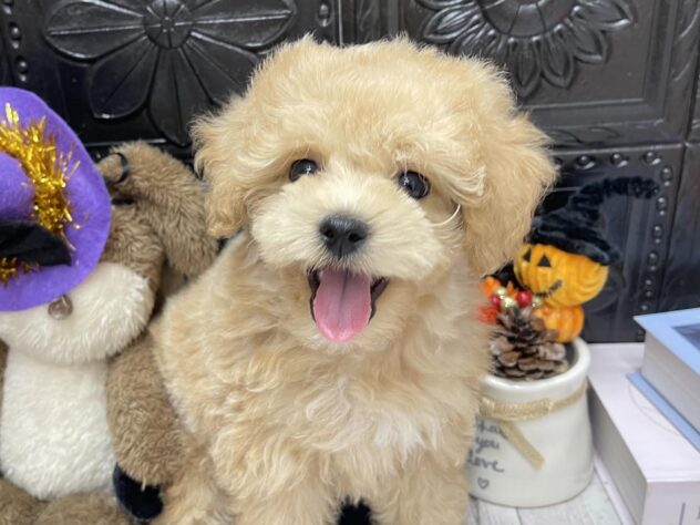 岡山県のハーフ犬・ミックス犬 (ワンキャラット アミーゴ高屋店/2026年7月22日生まれ/男の子/クリーム)の子犬の1枚目の画像