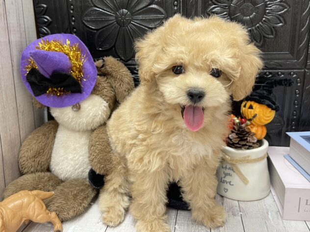 岡山県のハーフ犬・ミックス犬 (ワンキャラット アミーゴ高屋店/2026年7月22日生まれ/男の子/クリーム)の子犬の3枚目の画像