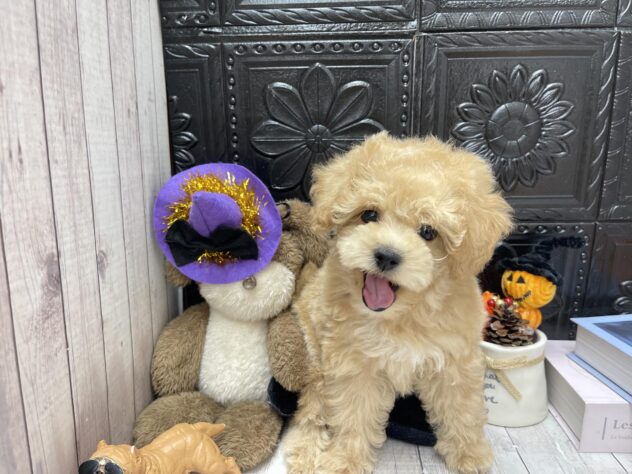 岡山県のハーフ犬・ミックス犬 (ワンキャラット アミーゴ高屋店/2026年7月22日生まれ/男の子/クリーム)の子犬の4枚目の画像