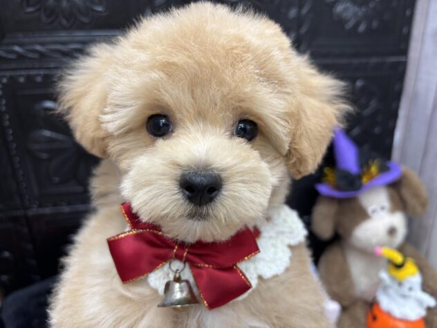 岡山県のハーフ犬・ミックス犬 (ワンキャラット アミーゴ高屋店/2026年7月22日生まれ/男の子/クリーム)の子犬の1枚目の画像