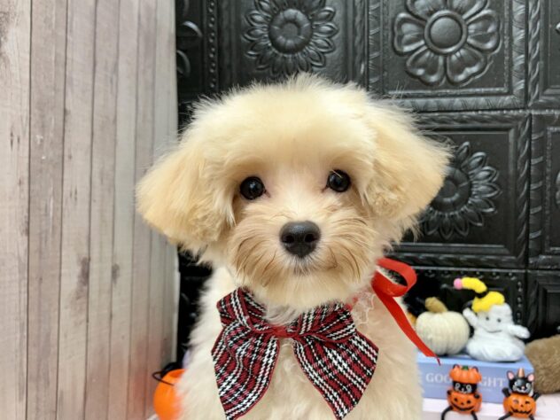 岡山県のハーフ犬・ミックス犬 (ワンキャラット アミーゴ高屋店/2026年4月30日生まれ/女の子/クリーム)の子犬の1枚目の画像