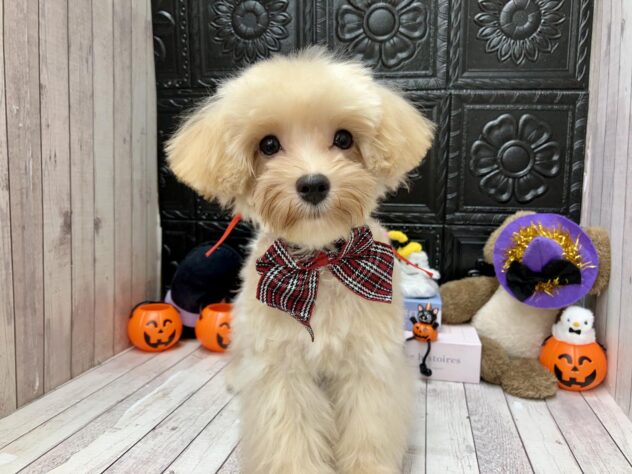 岡山県のハーフ犬・ミックス犬 (ワンキャラット アミーゴ高屋店/2026年4月30日生まれ/女の子/クリーム)の子犬の2枚目の画像