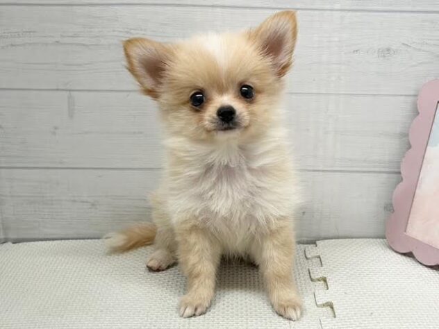 徳島県のハーフ犬・ミックス犬 (アミーゴ徳島店/2026年7月12日生まれ/女の子/アプリコット)の子犬の1枚目の画像