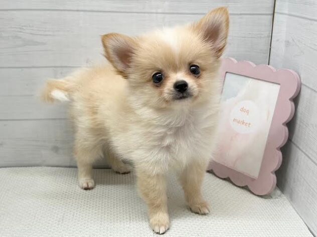 徳島県のハーフ犬・ミックス犬 (アミーゴ徳島店/2026年7月12日生まれ/女の子/アプリコット)の子犬の2枚目の画像