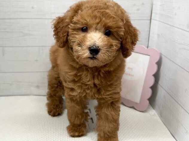 徳島県のトイプードル(トイ) (アミーゴ徳島店/2026年7月23日生まれ/女の子/レッドフォーン)の子犬