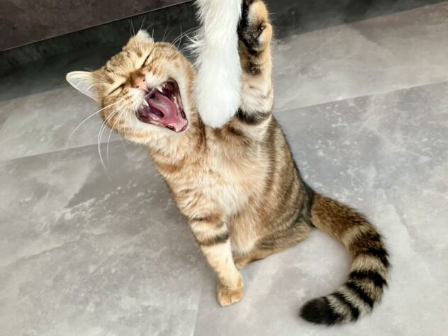 うり丸