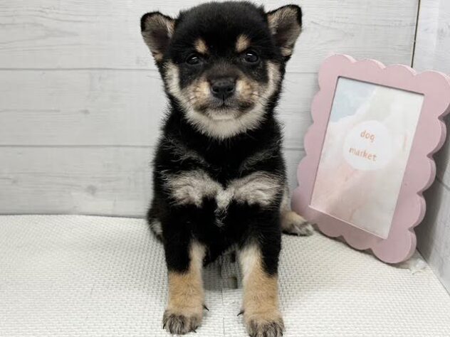 徳島県の豆柴 (アミーゴ徳島店/2026年7月27日生まれ/女の子/黒)の子犬