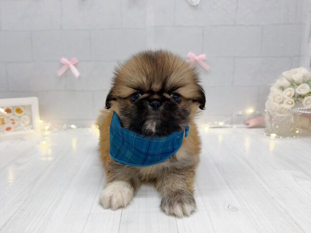 香川県のハーフ犬・ミックス犬 (ワンキャラット アミーゴ屋島店/2026年7月9日生まれ/男の子/レッド)の子犬の4枚目の画像