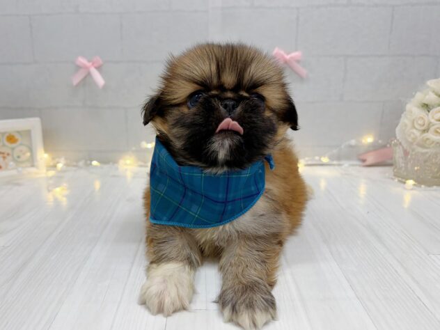 香川県のハーフ犬・ミックス犬 (ワンキャラット アミーゴ屋島店/2026年7月9日生まれ/男の子/レッド)の子犬の2枚目の画像