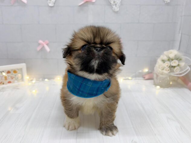 香川県のハーフ犬・ミックス犬 (ワンキャラット アミーゴ屋島店/2026年7月9日生まれ/男の子/レッド)の子犬の3枚目の画像