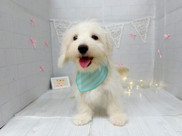 香川県のハーフ犬・ミックス犬 (ワンキャラット アミーゴ屋島店/2026年4月26日生まれ/男の子/クリーム)の子犬の2枚目の画像