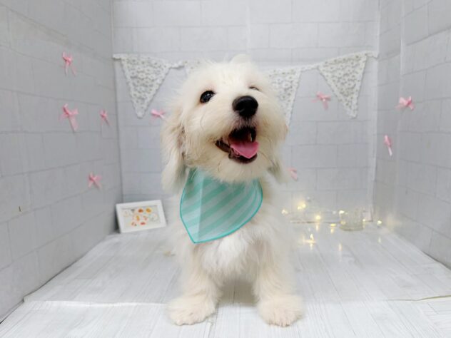 香川県のハーフ犬・ミックス犬 (ワンキャラット アミーゴ屋島店/2026年4月26日生まれ/男の子/クリーム)の子犬の3枚目の画像