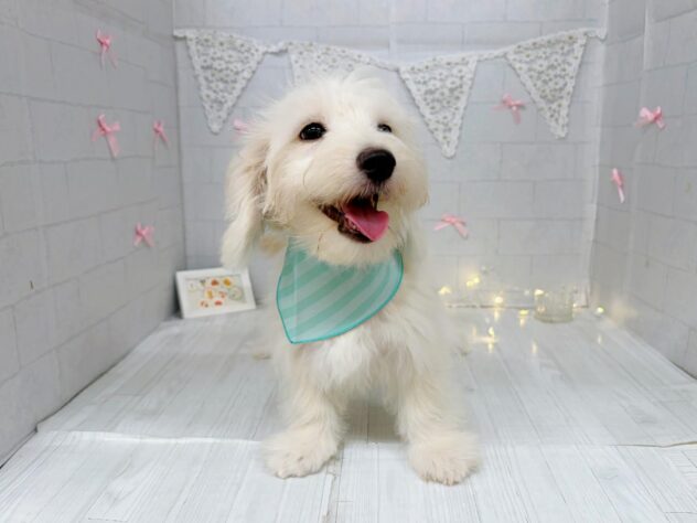 香川県のハーフ犬・ミックス犬 (ワンキャラット アミーゴ屋島店/2026年4月26日生まれ/男の子/クリーム)の子犬の4枚目の画像