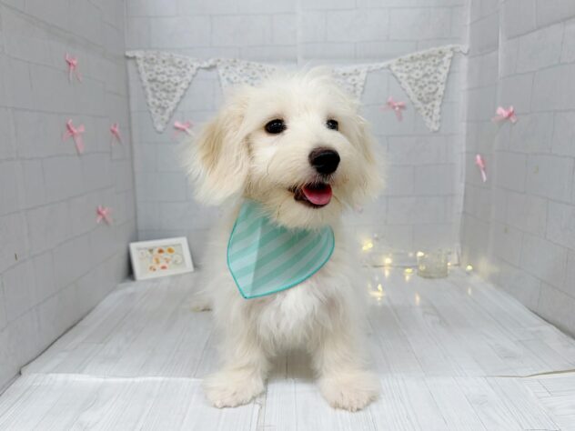 2026年4月26日生まれのハーフ犬・ミックス犬