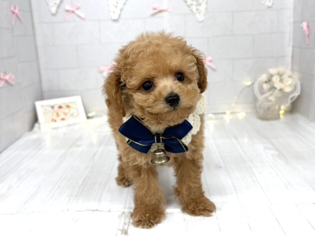 香川県のトイプードル(トイ) (ワンキャラット アミーゴ屋島店/2026年7月11日生まれ/男の子/レッド)の子犬の3枚目の画像